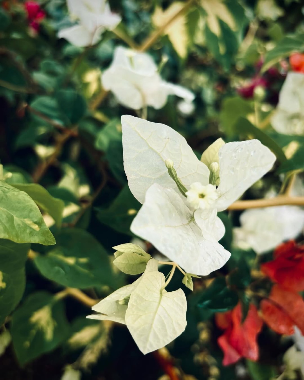White bougainvillea flowers in the studio garden